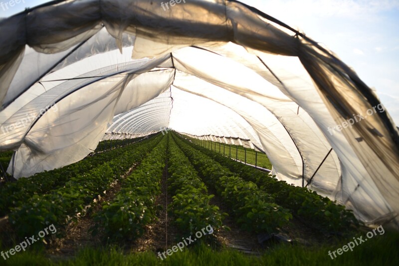 Berries Of The Earth Greenhouse Sun Free Photos