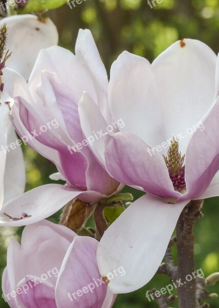 Magnolia Pink Spring Blossom Nature