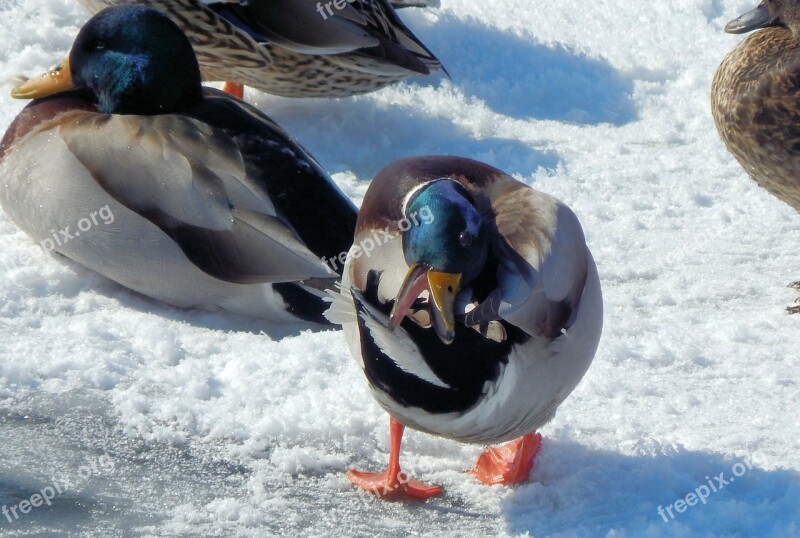 Water Duck Mallard Animal Ducks Duck