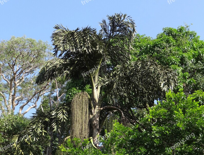 Fishtail Palm Caryota Urens Jaggery Palm Solitary Fishtail Palm Wine Palm