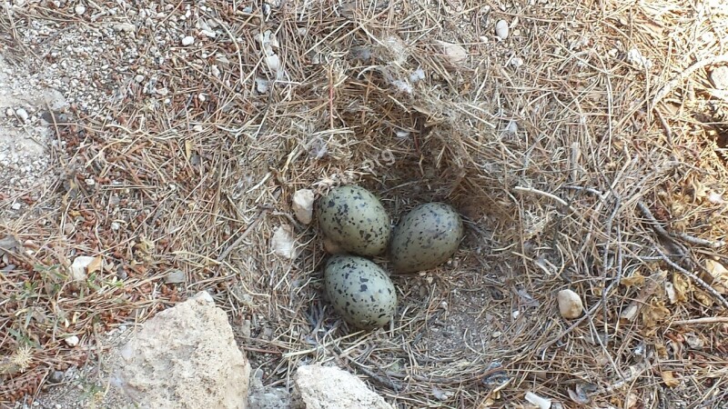 Moeveneier Bird Eggs Nest Free Photos