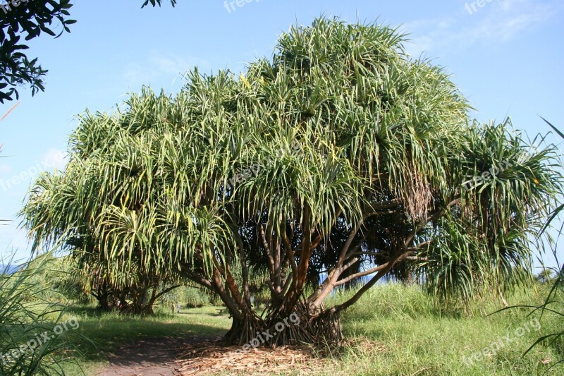 Tree Tropical Hawaii Tropic Island