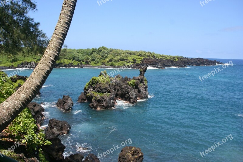 Palm Tree Hawaii Maui Beach Ocean