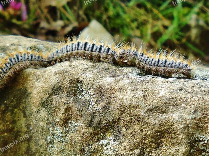 Caterpillars Group Reproduction Nature Free Photos