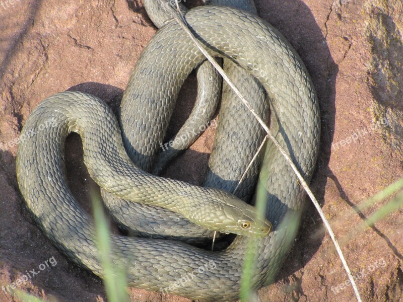 Snake Cable Car Relax At The Same Time Reptile