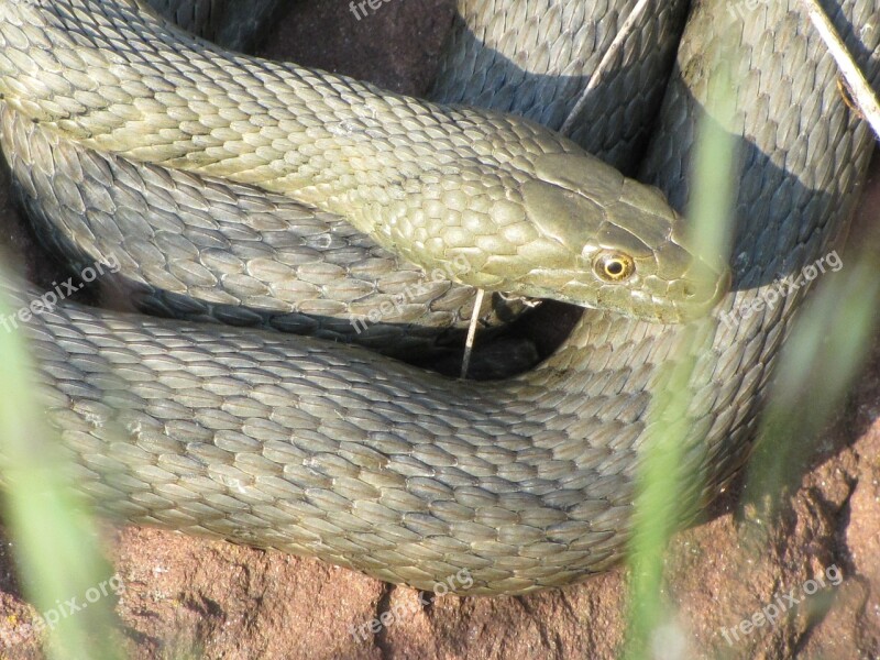 Snake Cable Car Relax At The Same Time Reptile