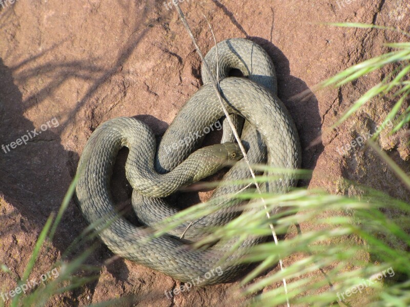 Snake Cable Car Relax At The Same Time Reptile