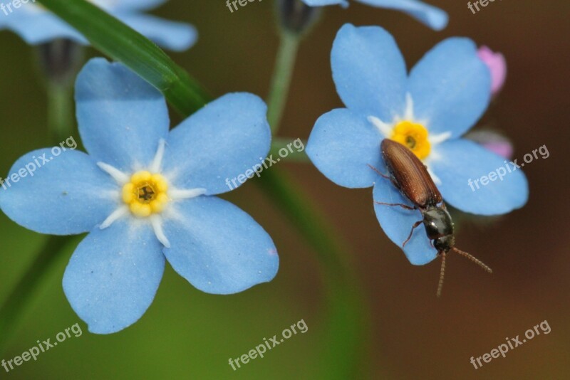 Forget Me Not Blossom Bloom Bloom Flower