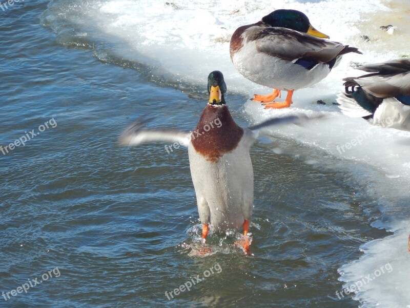 Mallard Duck Wildlife Wading Bird Bird