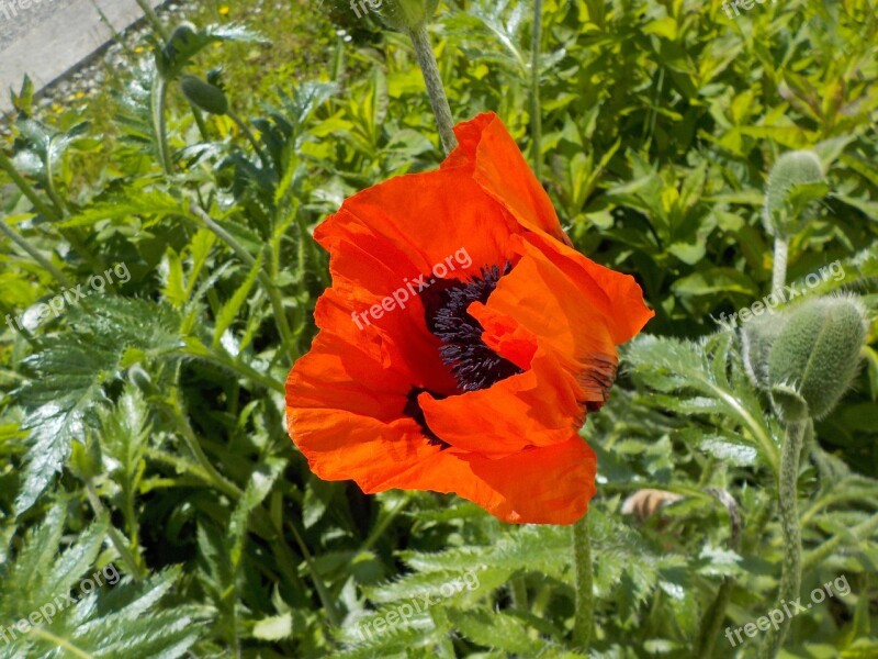 Red Poppy Flower Meadow Beautiful Free Photos