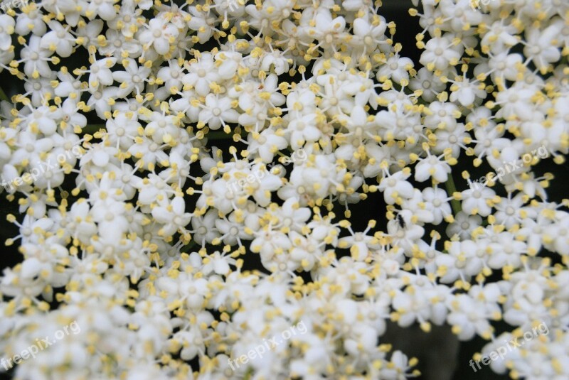 Elderberry Sambucus Elderflower Tree Common