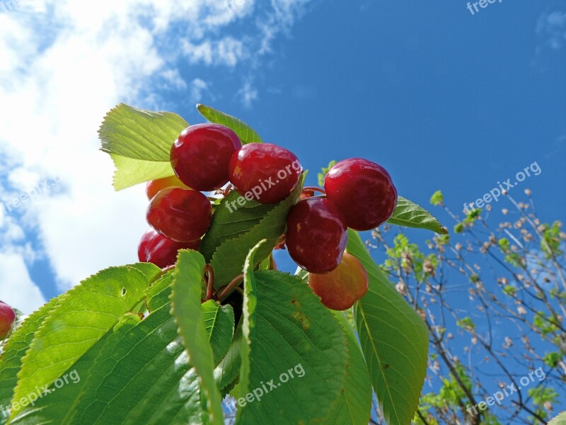 Fruit Cherries Garden Nature Red