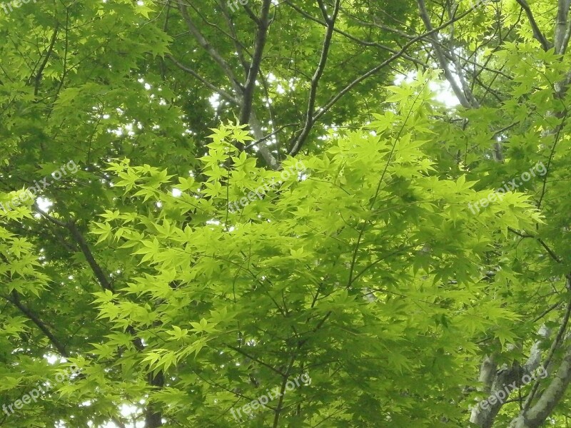 Maple Green Fresh Green Maple Leaf Arboretum