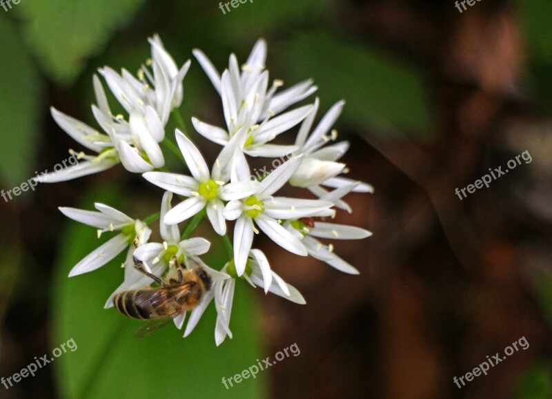 Bear's Garlic Blossom Bloom Bloom White