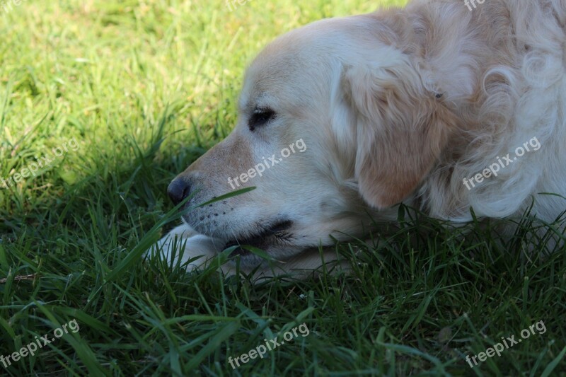 Dog Young Dog Small Dog Lazy Dog Free Photos