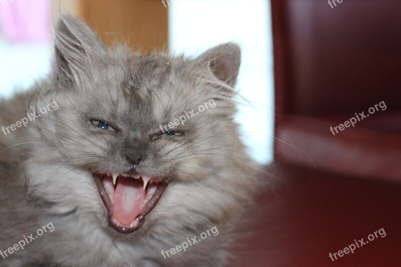 Cat Yawn Animal Young Cat Playful