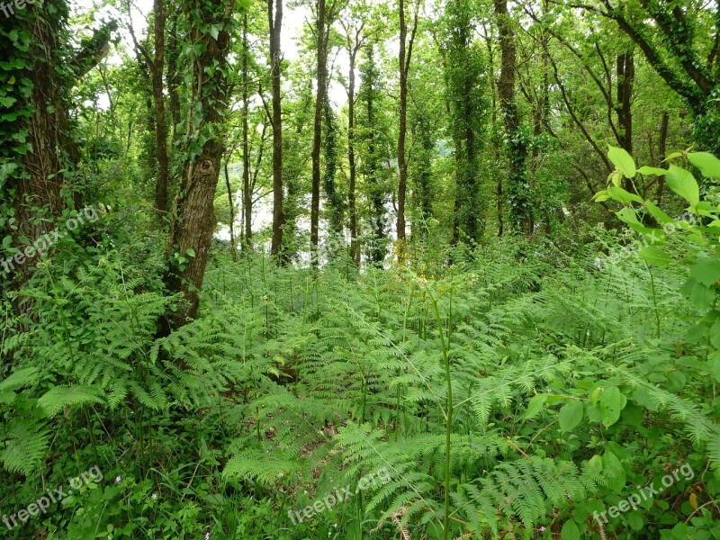 Landscape Forest Vendéenne Nature Green