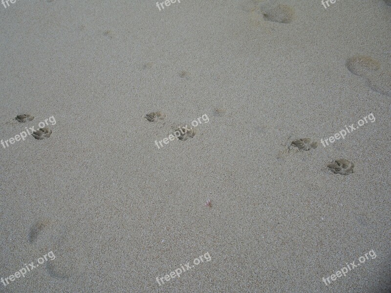 Dog Tracks Beach Sand Outside Free Photos