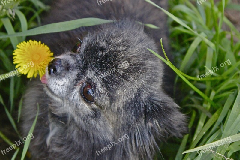 Little Dog Each Summer Joy