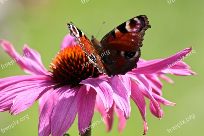 Butterfly Beautiful Tender Summer Joy