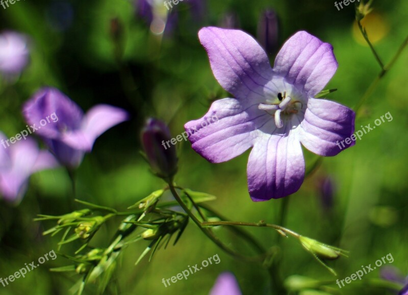 Bellflower Flower Blossom Bloom Campanula