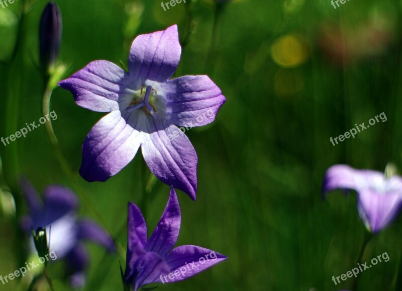 Bellflower Flower Blossom Bloom Campanula