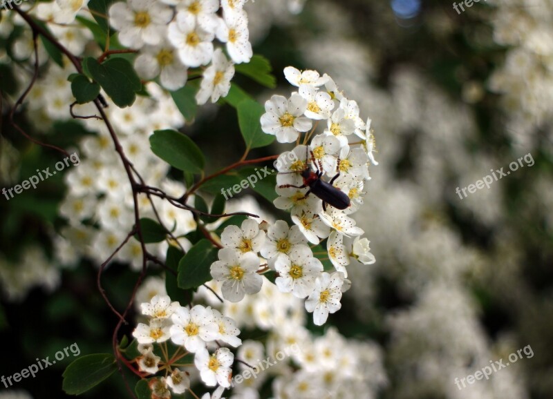 Bush Spiere Blossom Bloom Flowers