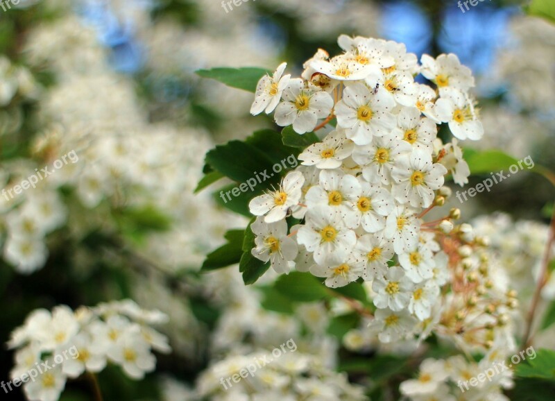 Bush Spiere Blossom Bloom Flowers