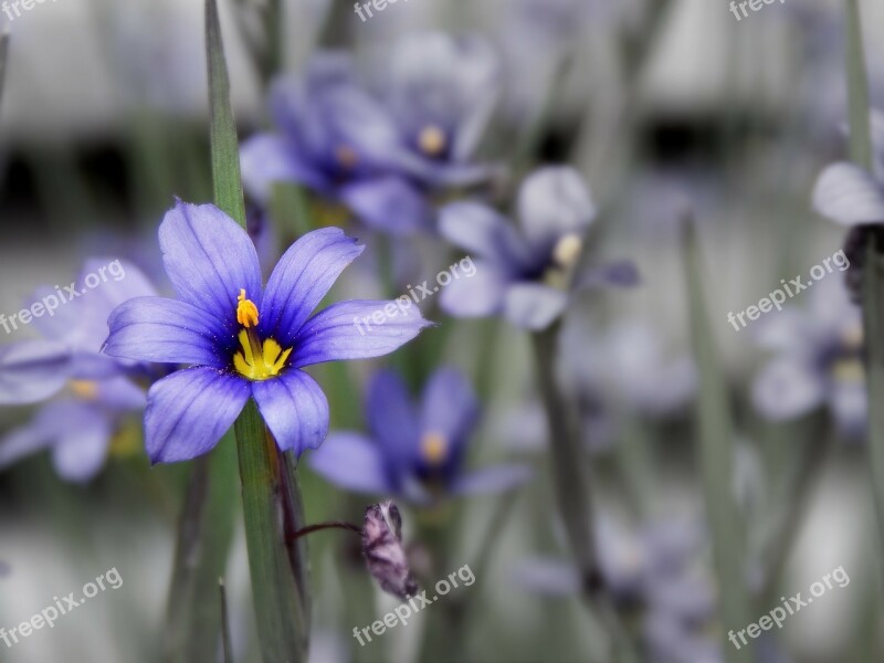 Flower Nature Pollen Macro Spring