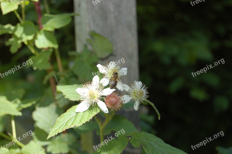 Blossom Nature Summer Wasp Free Photos