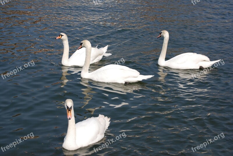 Mute Swan Cygnus Olor White Water Cobs