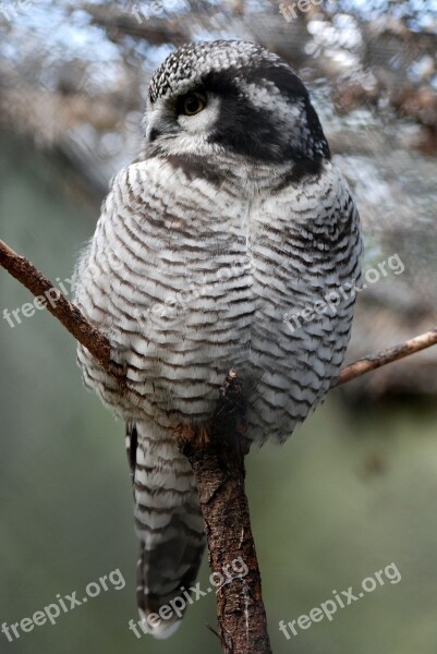 Owl Wildlife Close-up Bird Nocturnal