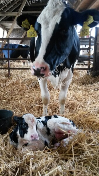 Cow Calf Birth Born Agriculture