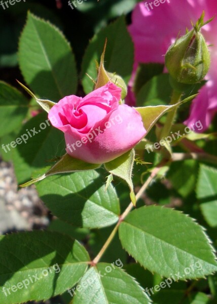 Flower Rosebush Pink Button Free Photos