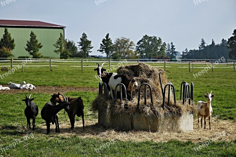 Goats Hay Krmelec Fences Economy