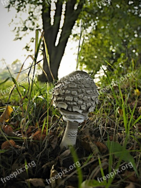 Bedla Edible Fungus Grass Meadow Trees