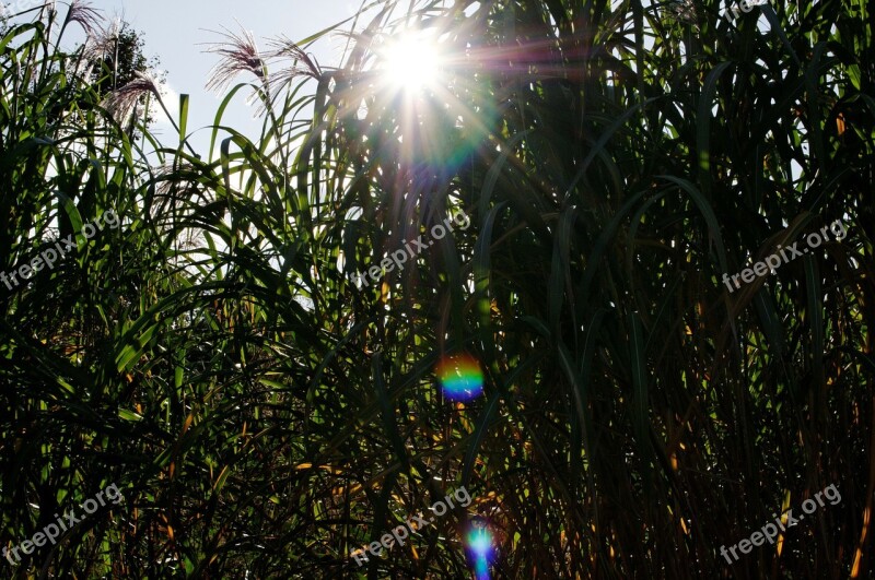 Reed Evening Sun Flares Teichplanze Sky