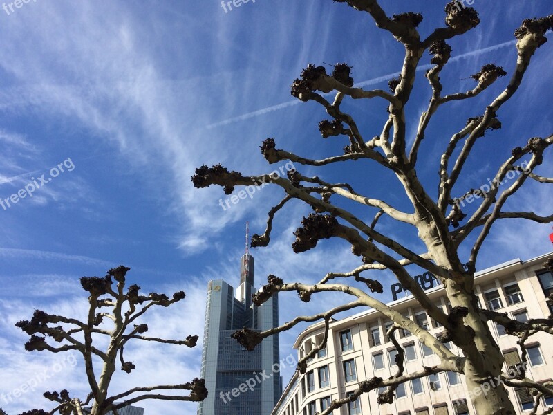 Plane Trees Frankfurt Skyscraper Sky Blue