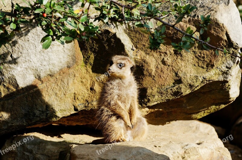 Meerkat Rock Sitting Evening Sun Enclosure