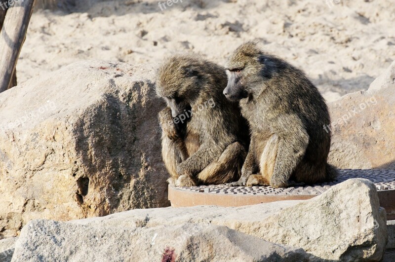 Baboon Couple Sitting Sand Stones