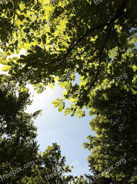 Sky Chestnut Look Chestnut Leaves Leaves Tree