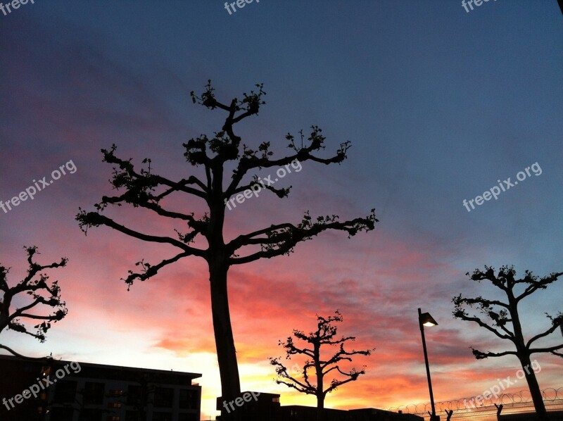 Sunset Plane Trees Sky Clouds Free Photos