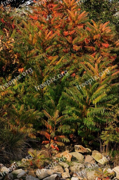 Plant Shrubs Autumn Red Orange