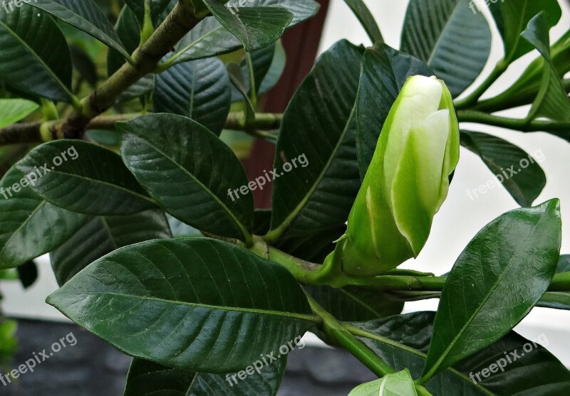 Gardenia Bud Gardenia Jasminoides Rubiaceae Kodagu