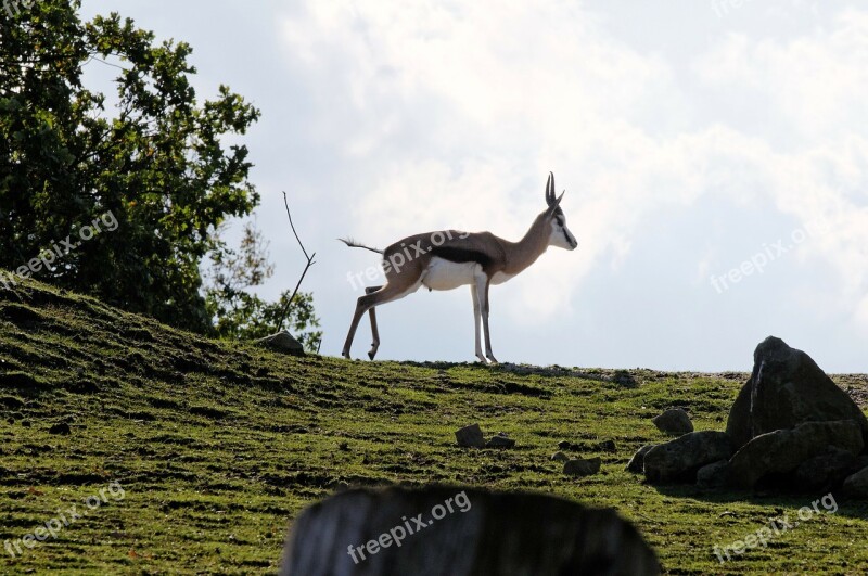 Springbok Hill Grass Rock Clouds