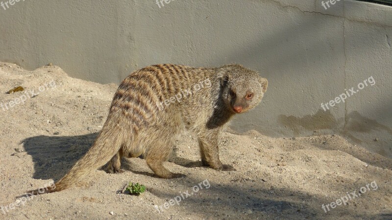 Animal Mammal Civets Mongoose Predator