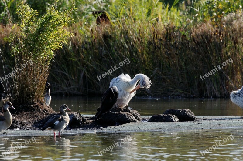 Stork Preening Waters Reed Ducks