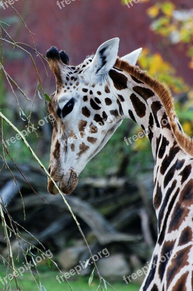 Giraffe Head Portrait Enclosure Animal