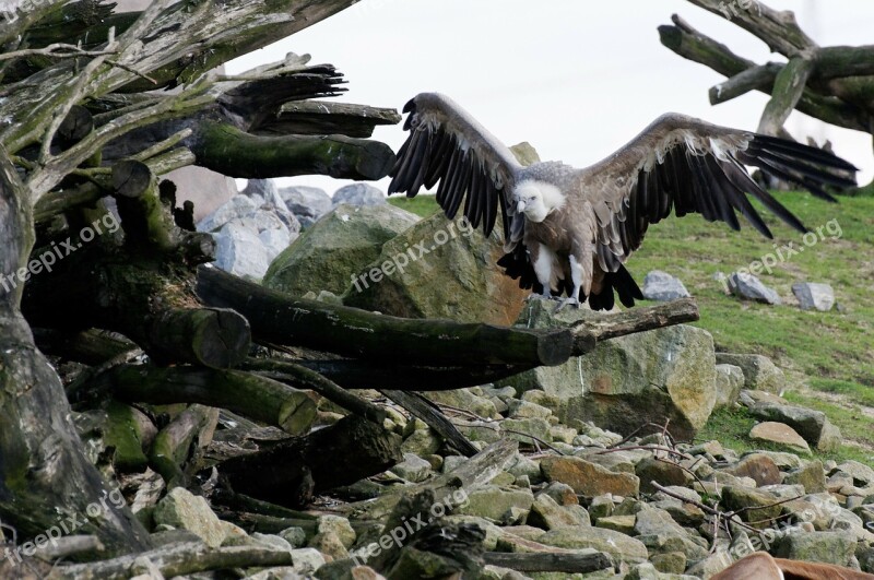 Vulture Griffon Vulture Scavengers Bird Plumage