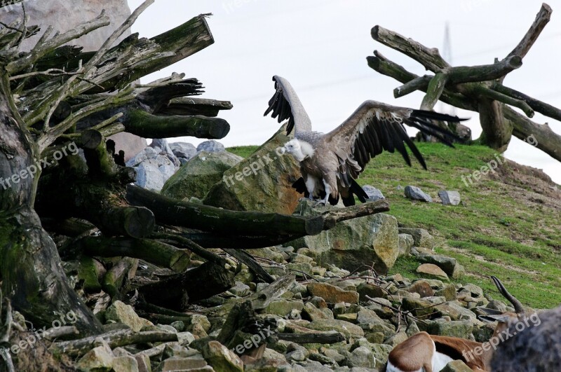 Vulture Griffon Vulture Scavengers Bird Plumage